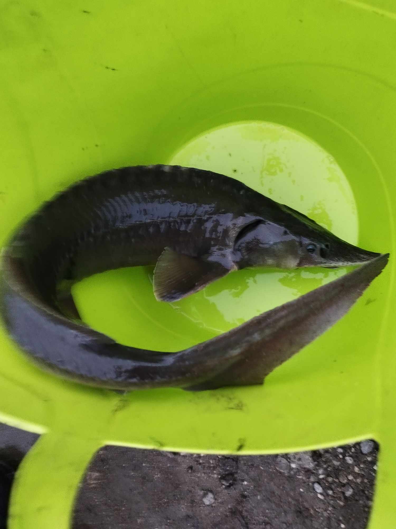 Parduodami karpiai