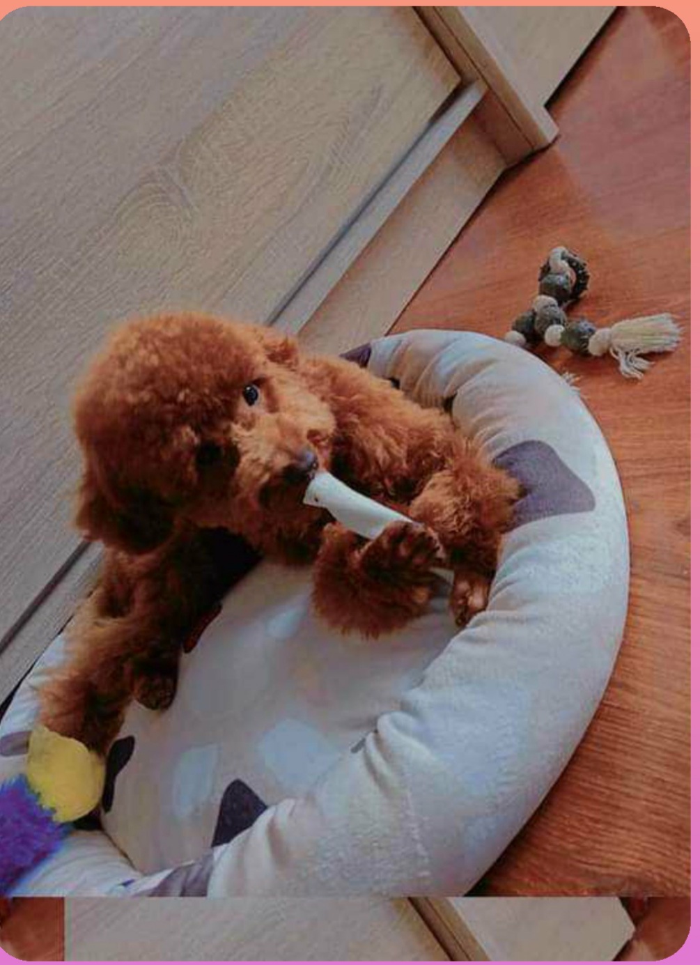 Toy pudelis