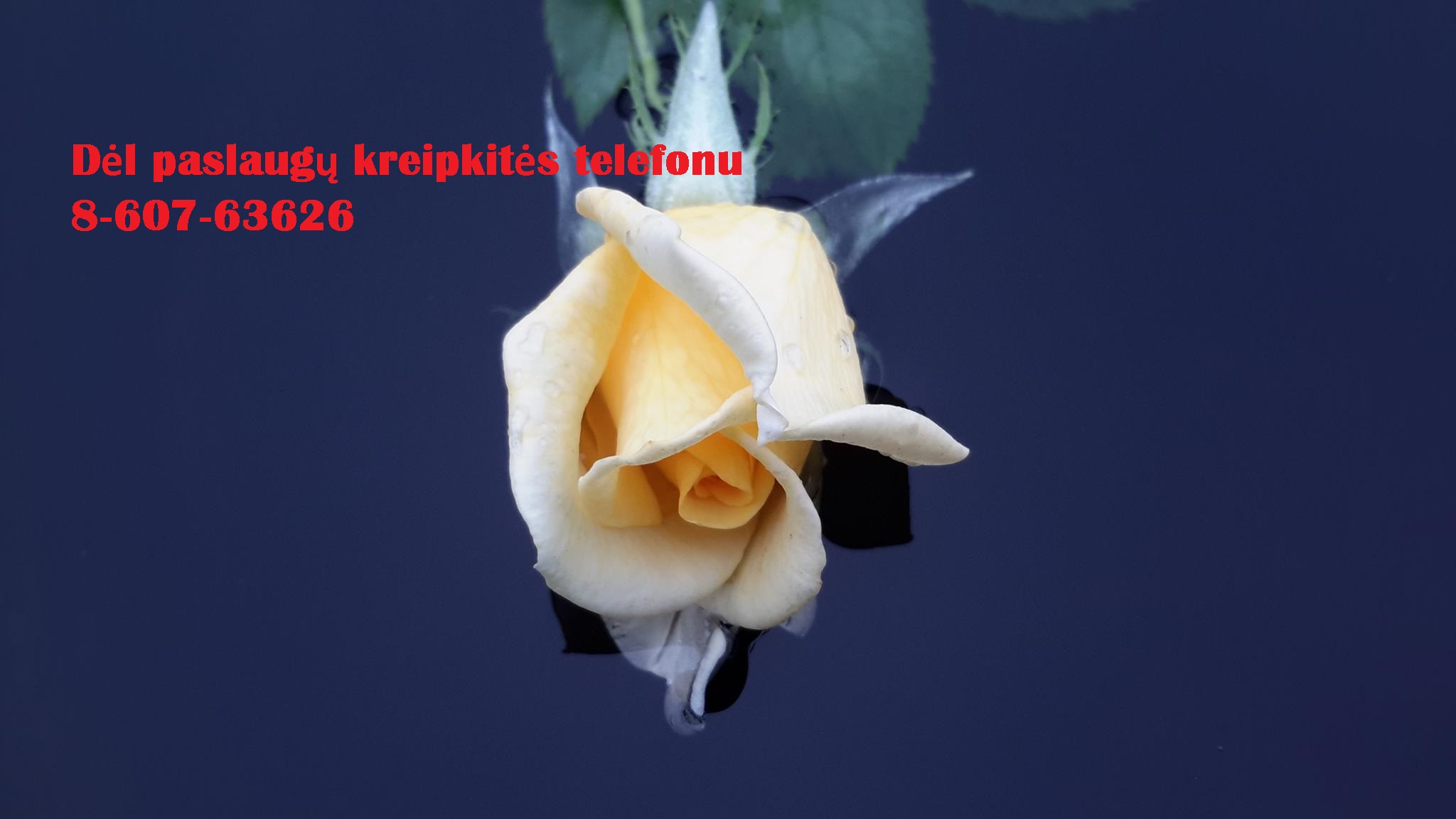 Studentams, doktorantams