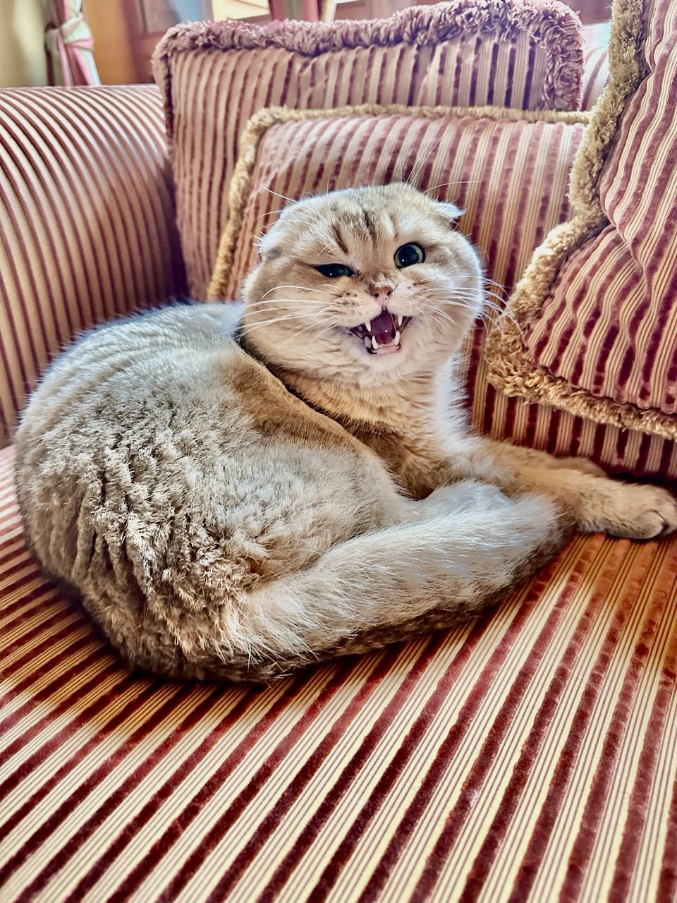 Gyvūnėlių priežiūra Kaune